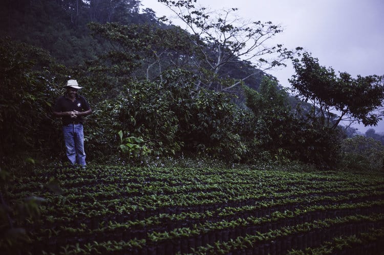 http://fellowproducts.com/cdn/shop/articles/Honduras-Late-Harvest-Fields.-Photo-Credit-Tuuka-Koski-1.jpg?v=1616224046