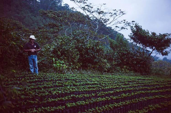 If You Drink Coffee, You Should Know About The C-Market | Fellow