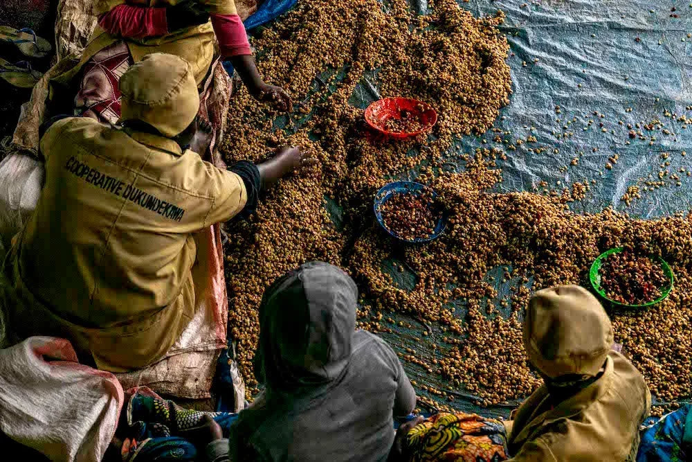 An Introduction To Coffee Processing | Fellow